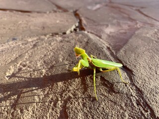 green praying mantis