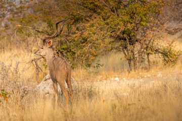 Obraz na płótnie Canvas a great kudu hiding behind tall grass observes the surroundings for its survival, Etosha, Namibia