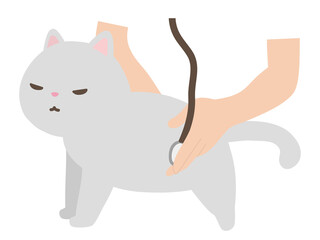 動物病院　診察を受ける猫　白猫