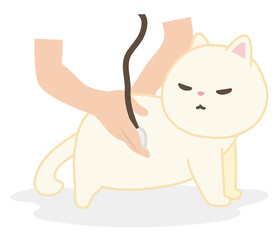 動物病院　診察を受ける猫　白猫