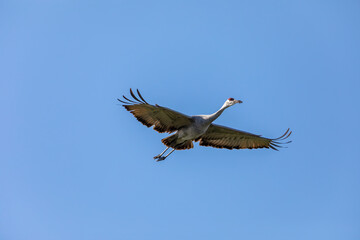 The sandhill crane in flight