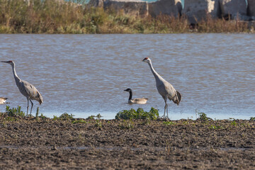 Fototapeta premium Sandhill cranes on the shore of lake Michigan