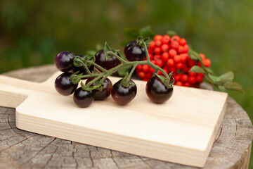 rare black tomatoes wooden board close up blurry green background