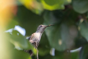 A green hummingbird resting on a branch in California