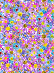 Fototapeta na wymiar Floral seamless pattern from flowers of alpine aster. White isolated background. Close-up. Macro shooting. Concept for printing and design.