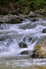 stream in the forest