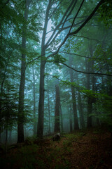Trees in the foggy morning in the forest