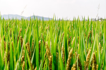 Fototapeta na wymiar green wheat field and sunny day