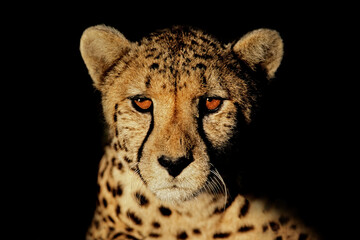 Portrait of a cheetah (Acinonyx jubatus) with intense eyes isolated on black.