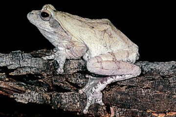 A foam nest frog (Chiromantis xerampelina) camouflaged on the bark of a tree, South Africa.