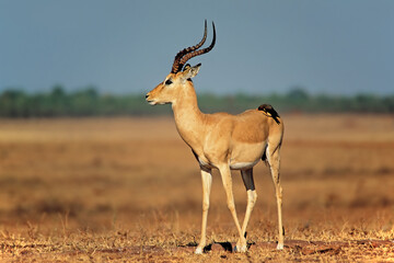 A male impala antelope (Aepyceros melampus) with oxpecker bird, Matusadona National Park, Zimbabwe.