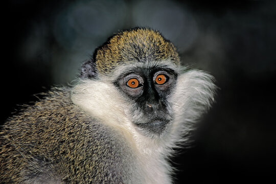 Portrait of a grivet or savannah monkey (Chlorocebus aethiops), Ethiopia.
