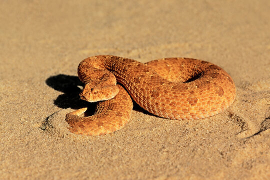 A horned adder (Bitis caudalis) in defensive position, Kalahari desert, South Africa.