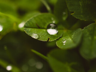 water drops on leaf