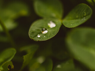 water drops on a leaf
