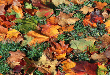 autumn leaves on the grass