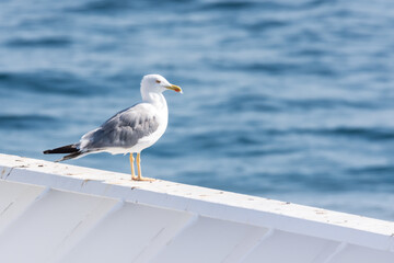 Seagull on the beach 