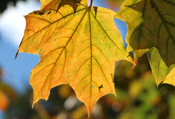 autumn maple leaves