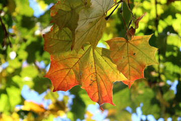 maple leaves in autumn