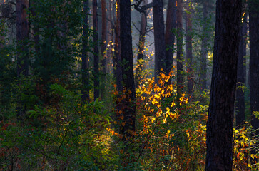 Obraz premium Woodland. Sunny morning. The rays of the sun play in the branches of trees. Travel in nature.