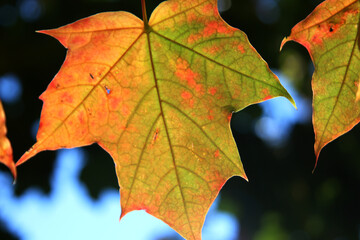 autumn maple leaf