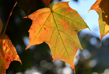 autumn maple leaves
