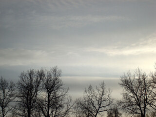Fototapeta na wymiar Winter forest, horizon. Snow cold scene. Grey