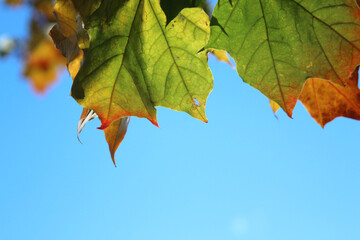 autumn leaves on blue