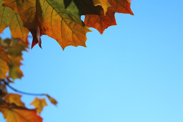 autumn maple leaves