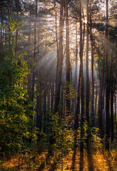 Woodland. Sunny morning. The rays of the sun play in the branches of trees. Travel in nature.
