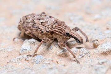 Rhytideres plicatus weevil walking on a concrete wall