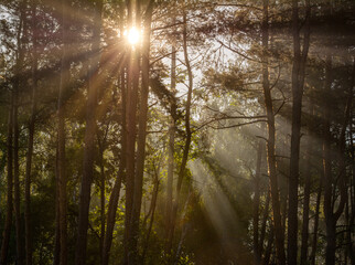 Fototapeta na wymiar Woodland. Sunny morning. The rays of the sun play in the branches of trees. Travel in nature.