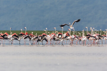 Fototapeta premium Flamingo flock in the lake