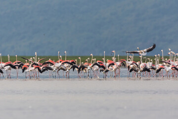 Flamingo flock in the lake