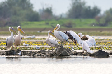 Pelican birds in the lake 