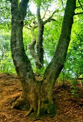 tree in the forest