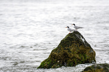 birds on rocks covered with seagrass and mud on the ocean coast