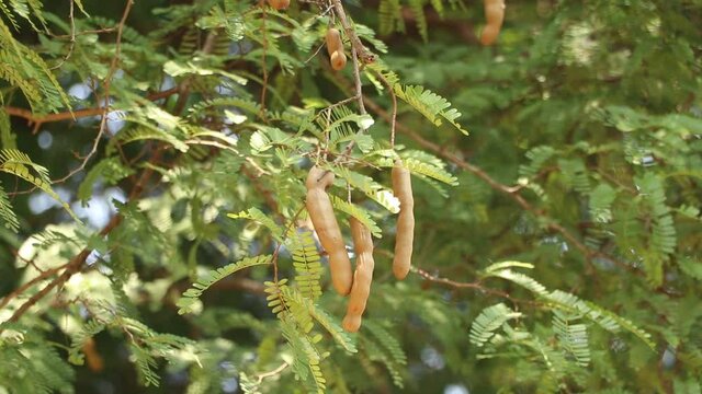 Tamarind hanging on the tree, Asian fruits, Fresh tamarind fruit on the tree