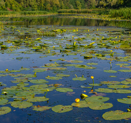 A pond with water lilies. Tranquil nature outdoors scene