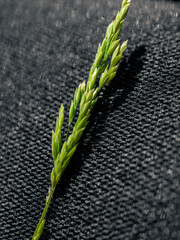 Wheat grass on black background