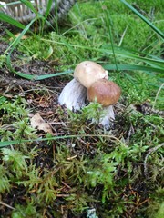 mushroom in the forest