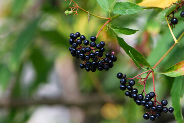 black elderberries on a branch with leaves autumn background close-up