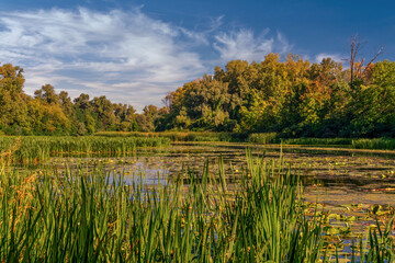 A pond with water lilies surrounded by forest. Tranquil nature outdoors scene.