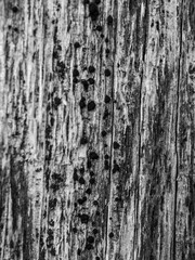 Fototapeta premium Closeup of wooden texture