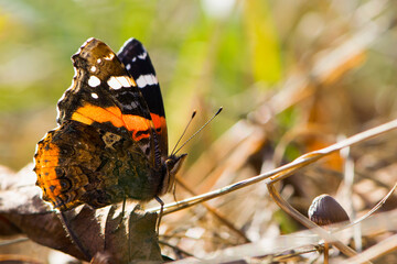 
beautiful butterfly on dry leaves side view close-up
