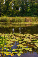 A pond with water lilies surrounded by forest. Tranquil nature outdoors scene.