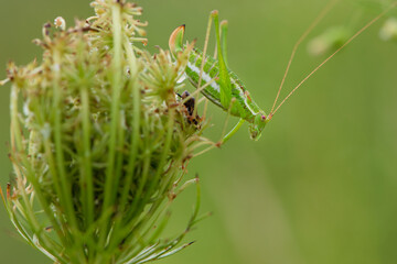

large green grasshopper on an autumn field plant