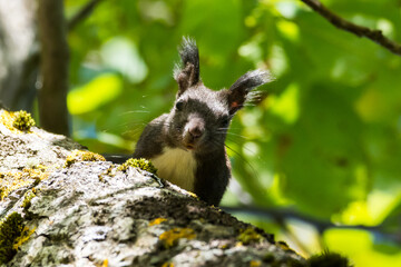 Squirrel on the tree with the walnut 