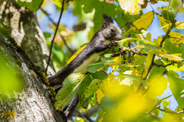Squirrel on the tree with the walnut 