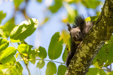 Squirrel on the tree with the walnut 